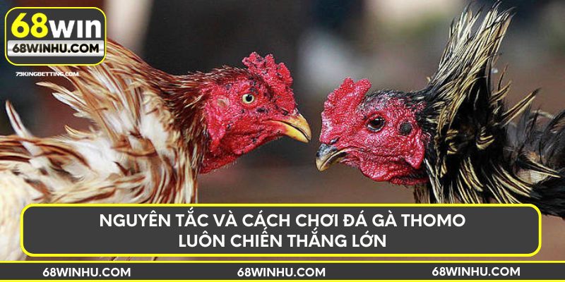 Đá gà thomo